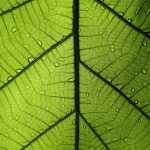 Microscopi a Vicenza